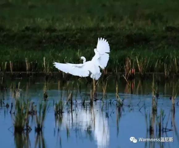 观鸟最佳地，厦门鹭鸟最新打卡圣地，群众感叹：太壮观了！