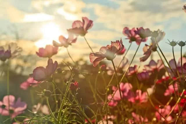 「我们的节日·七夕节」祝天上人间 占得欢愉 年年今夜；愿天下有情人 终成眷属 岁岁今朝