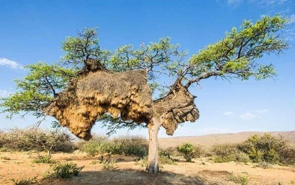 这简直是动物界的基建狂魔呀，鸟窝居然重达1吨，住着500只鸟