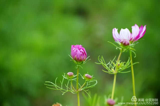 年年岁岁花相似