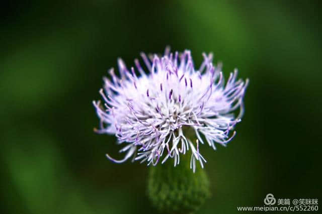 年年岁岁花相似