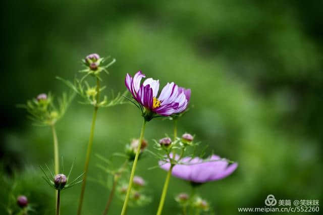 年年岁岁花相似