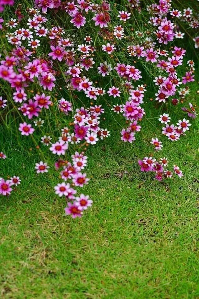 重阳赏菊，吟诗作对，吉祥如意