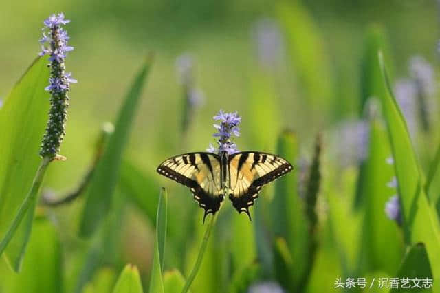 白居易的《花非花》到底写了啥？有人说是写嫖妓经历