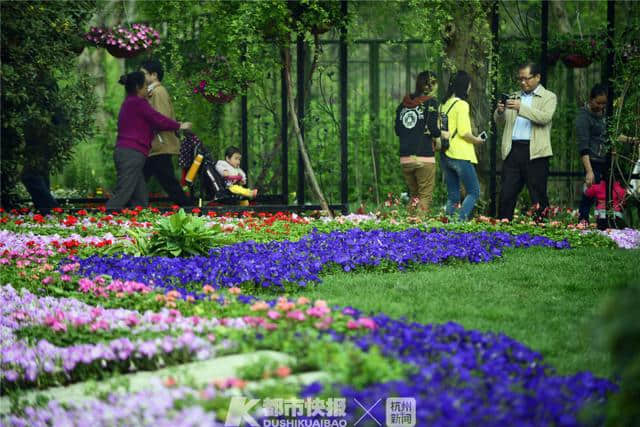 花痴注意！今年的西溪花朝节本周六浪漫启幕，去了有惊喜！