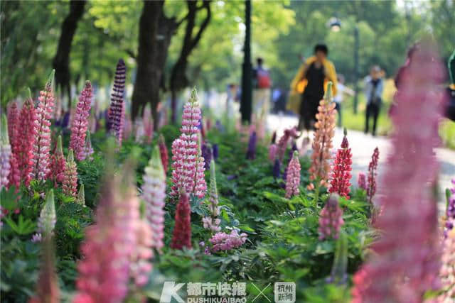 花痴注意！今年的西溪花朝节本周六浪漫启幕，去了有惊喜！