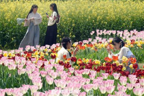 花痴注意！今年的西溪花朝节本周六浪漫启幕，去了有惊喜！