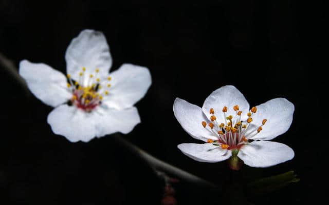 那些美到令人心醉的写花的古诗词名句