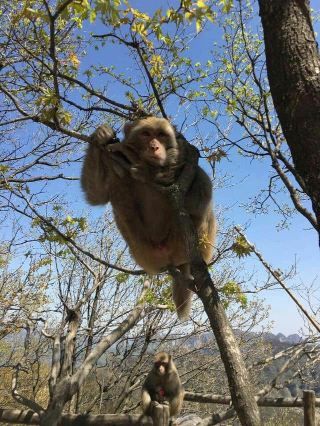 王屋山，一个很不错的景点（游后感）