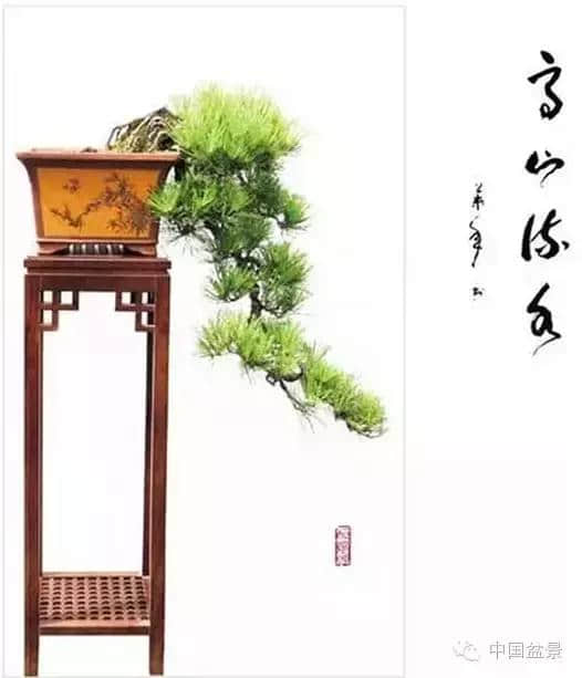 欣赏朱良铮老师的《百松图》、《松缘赋》，行云流水，虎踞龙盘