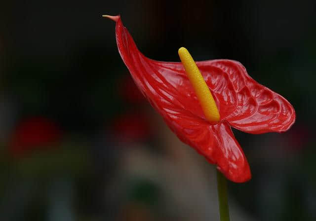 花艺基础知识之花材分类