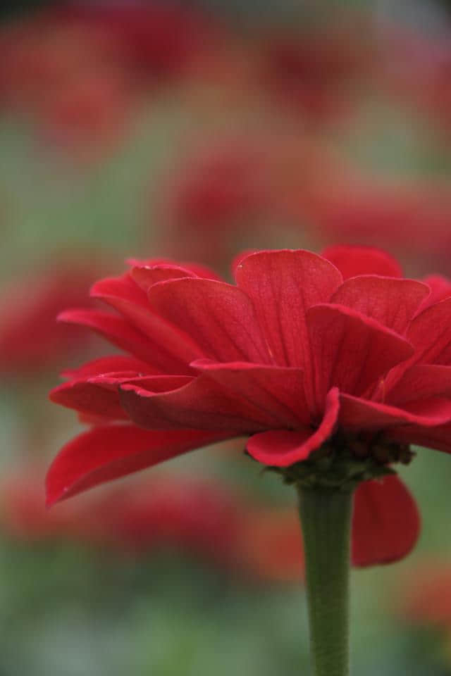 花开时节《年年岁岁》