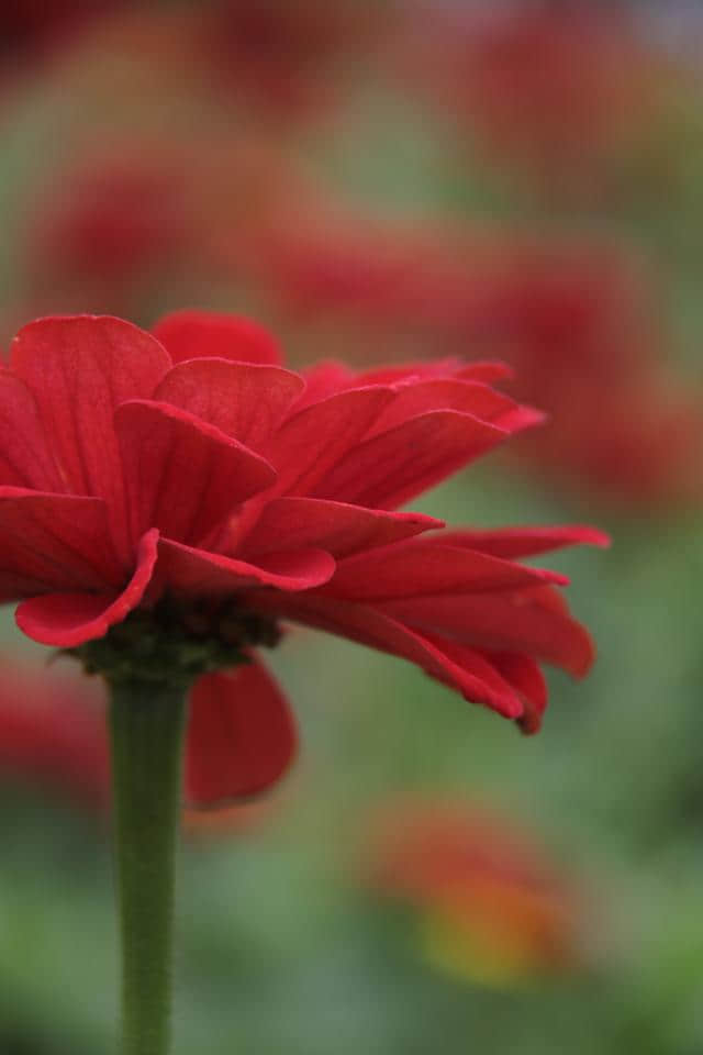 花开时节《年年岁岁》