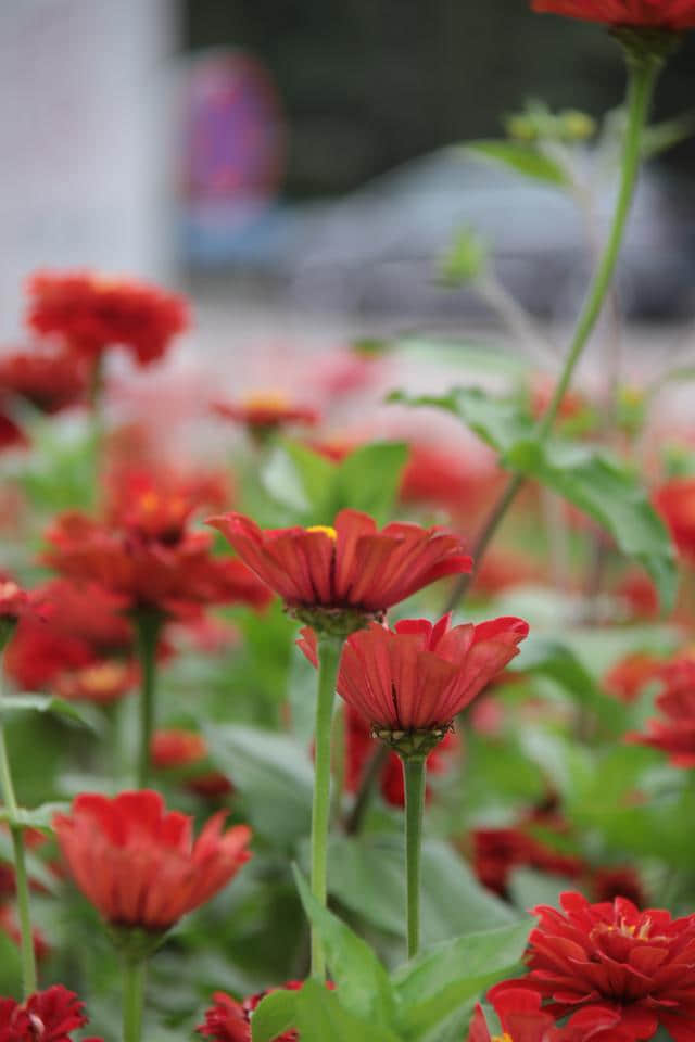 花开时节《年年岁岁》