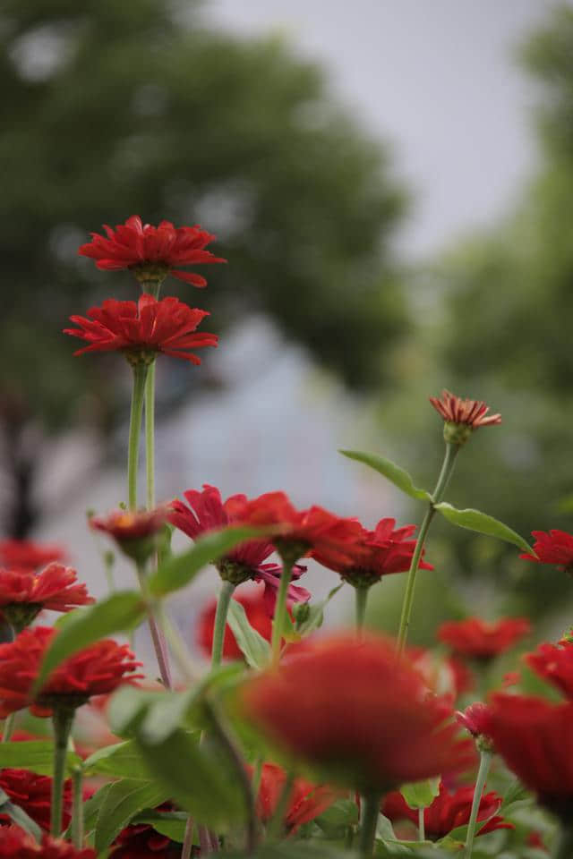 花开时节《年年岁岁》