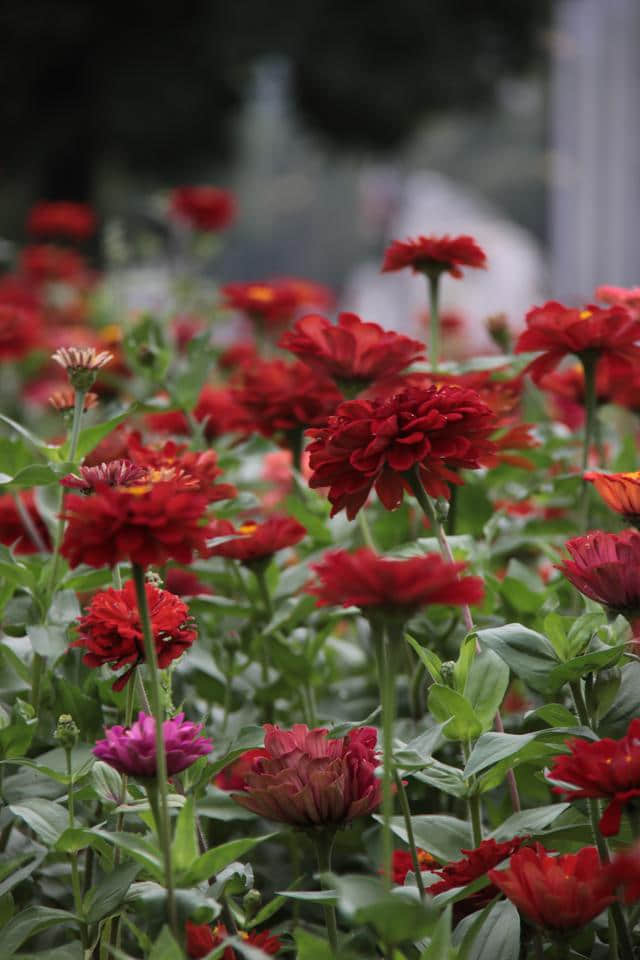 花开时节《年年岁岁》