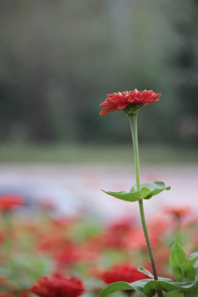 花开时节《年年岁岁》