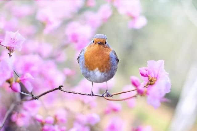 花朝节——一场关于花的嘉年华，一场与春天的约会！