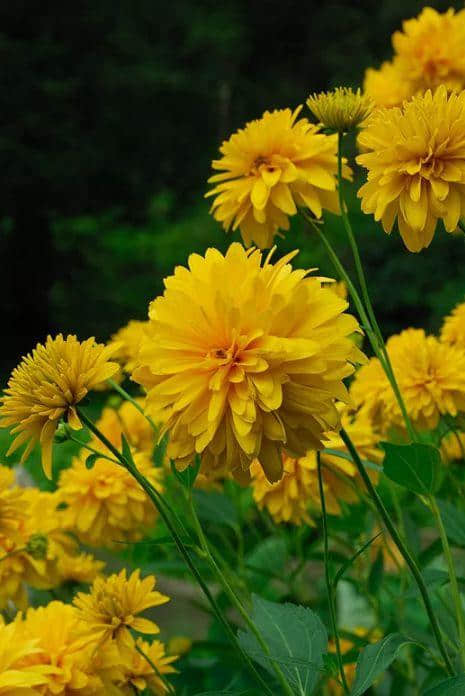 「诗词鉴赏」九九重阳｜读诗赏菊共醉重阳节