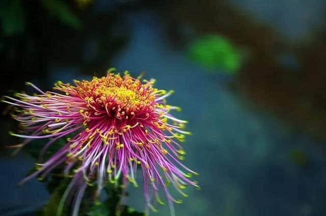 「诗词鉴赏」九九重阳｜读诗赏菊共醉重阳节