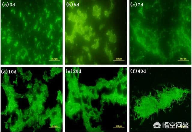 修整老果园、重植新果树（连作障碍）抗重茬病防治措施