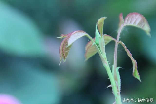 花开花落无间断 春去春来不相干