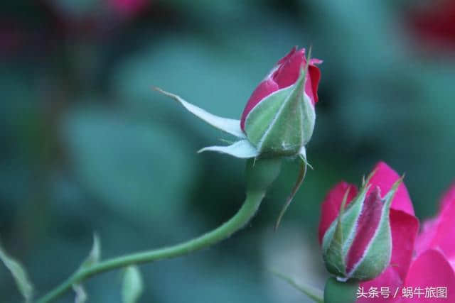 花开花落无间断 春去春来不相干