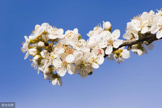 白居易《花非花·花非花》解读