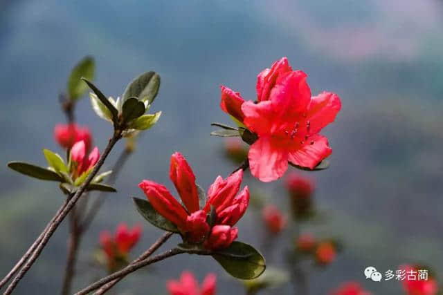 古蔺虎头山上这个花花世界，如今百花齐放···