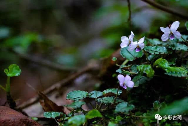 古蔺虎头山上这个花花世界，如今百花齐放···