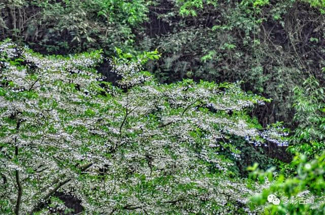 古蔺虎头山上这个花花世界，如今百花齐放···