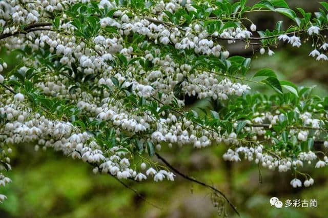 古蔺虎头山上这个花花世界，如今百花齐放···