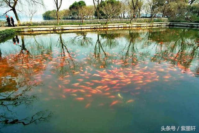 浣溪沙·花港观鱼