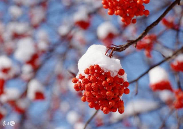 小雪时节；胡天八月即飞雪；不知庭霰今朝落，疑是林花昨夜开