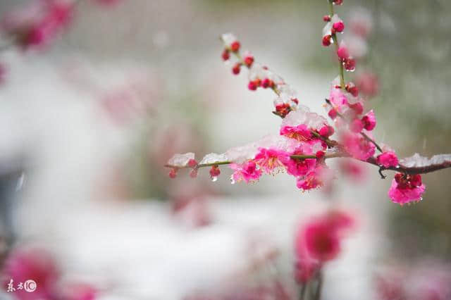 小雪时节；胡天八月即飞雪；不知庭霰今朝落，疑是林花昨夜开