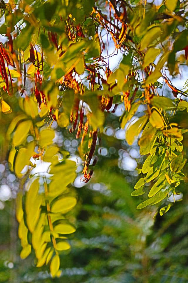 时光记忆《年年岁岁》