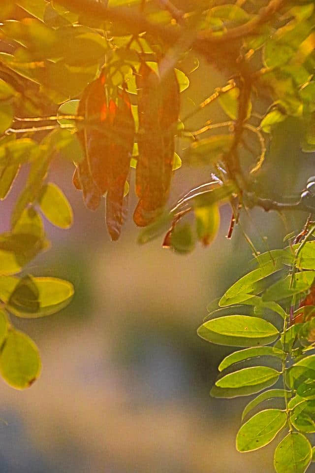 时光记忆《年年岁岁》