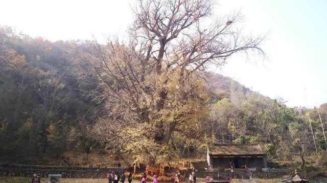 休闲登顶王屋山，寻觅深秋满山红