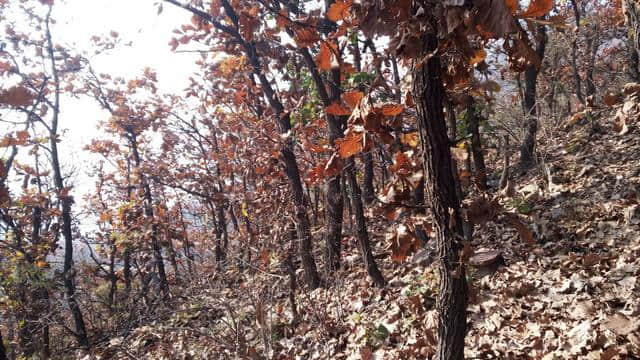 休闲登顶王屋山，寻觅深秋满山红