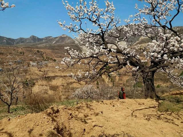 三月杏花开，赏花还是要去富平的虎头山