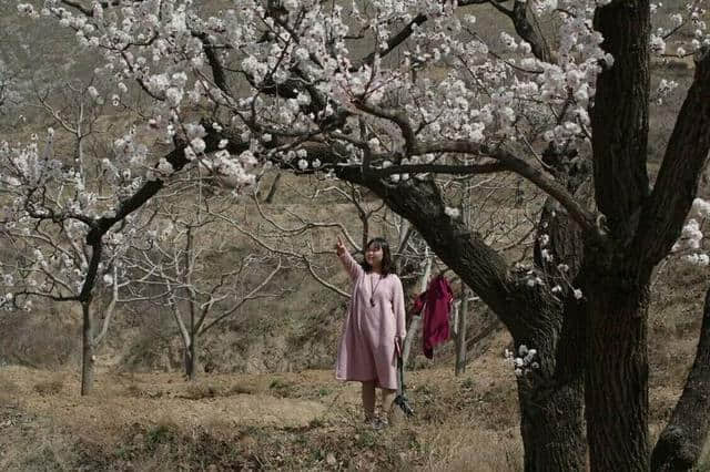 三月杏花开，赏花还是要去富平的虎头山