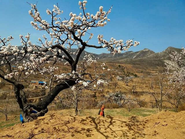 三月杏花开，赏花还是要去富平的虎头山