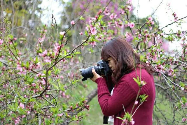 三月杏花开，赏花还是要去富平的虎头山