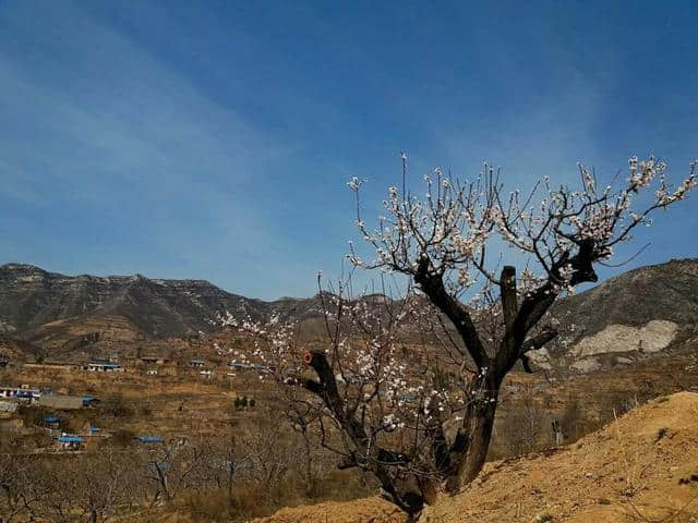 三月杏花开，赏花还是要去富平的虎头山