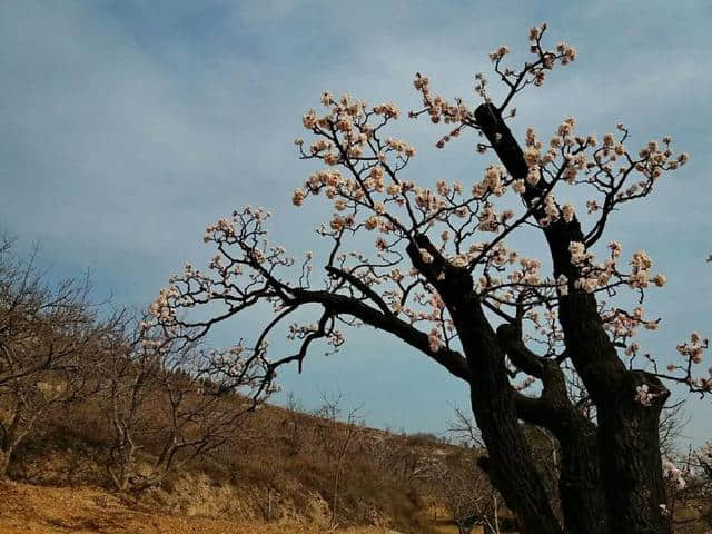 三月杏花开，赏花还是要去富平的虎头山