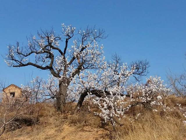 三月杏花开，赏花还是要去富平的虎头山