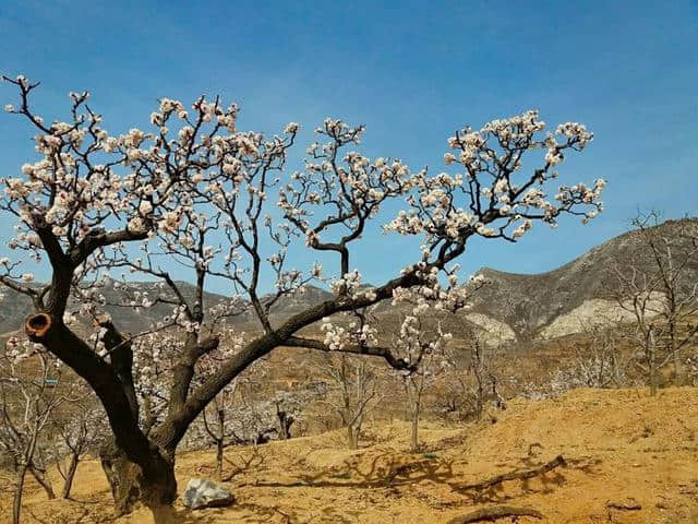 三月杏花开，赏花还是要去富平的虎头山