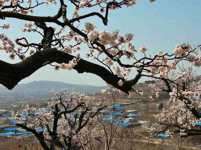 三月杏花开，赏花还是要去富平的虎头山