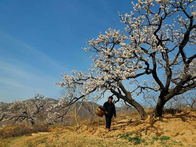 三月杏花开，赏花还是要去富平的虎头山