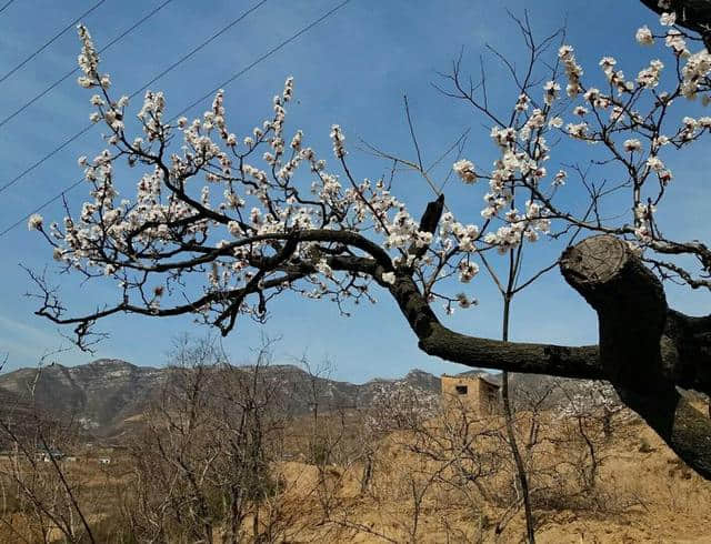 三月杏花开，赏花还是要去富平的虎头山